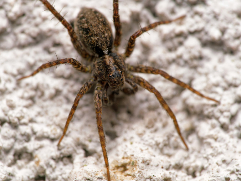 Які отруйні павуки є в Україні: фото