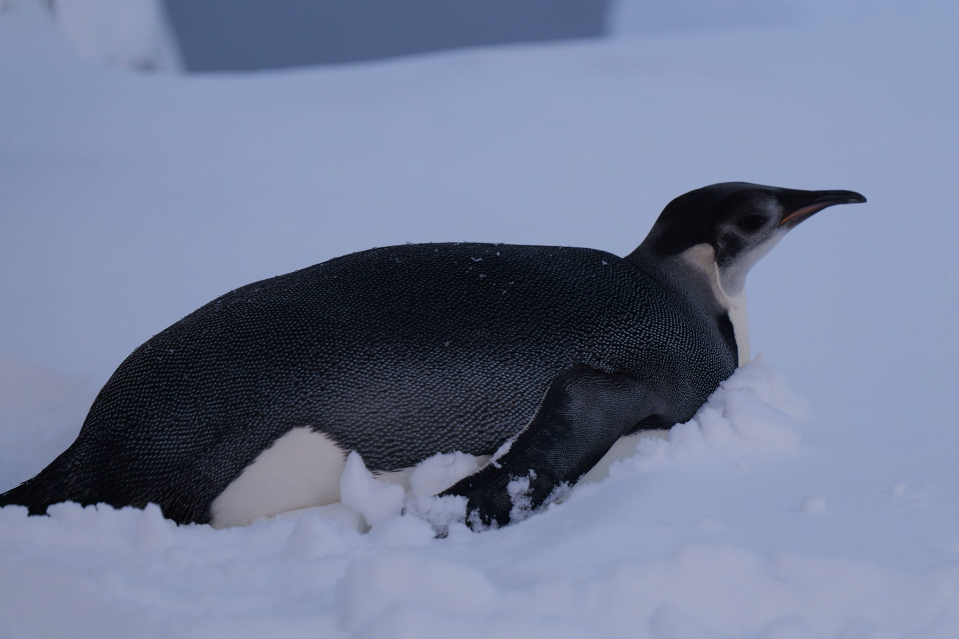 Пінгвін лежить на животі