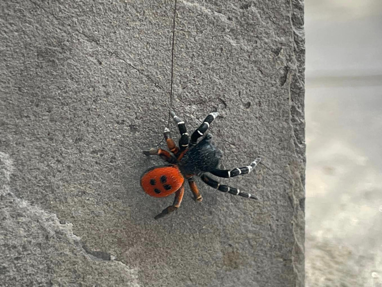 Червоний павук в Україні