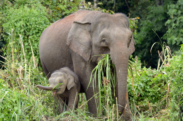 Борнейське слоненя з мамою