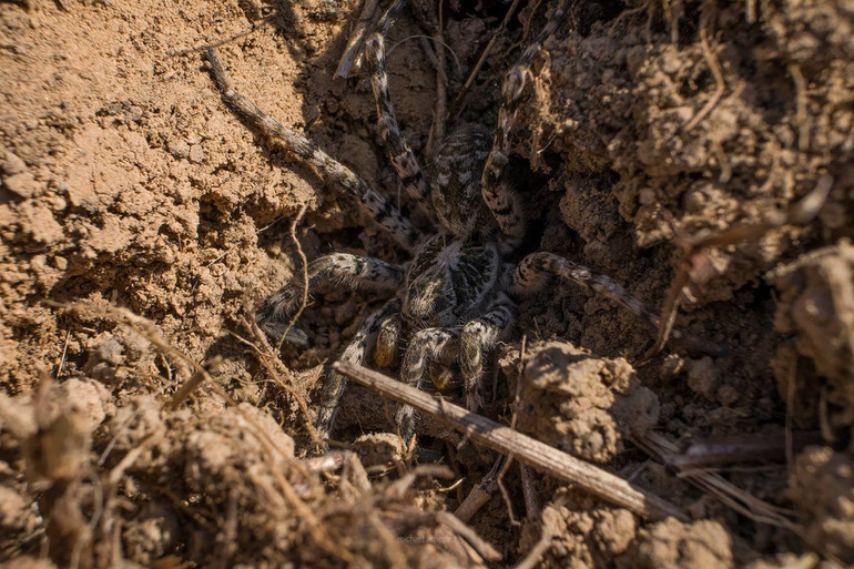 В Україні живе тарантул-південноруський