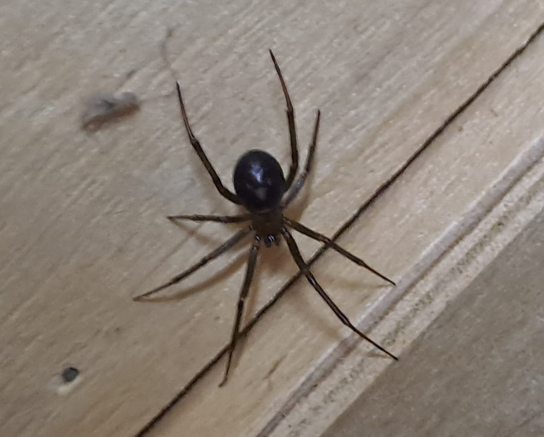 Чорний павук у хаті