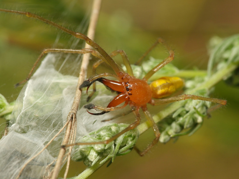 Небезпечний жовтий павук в Україні