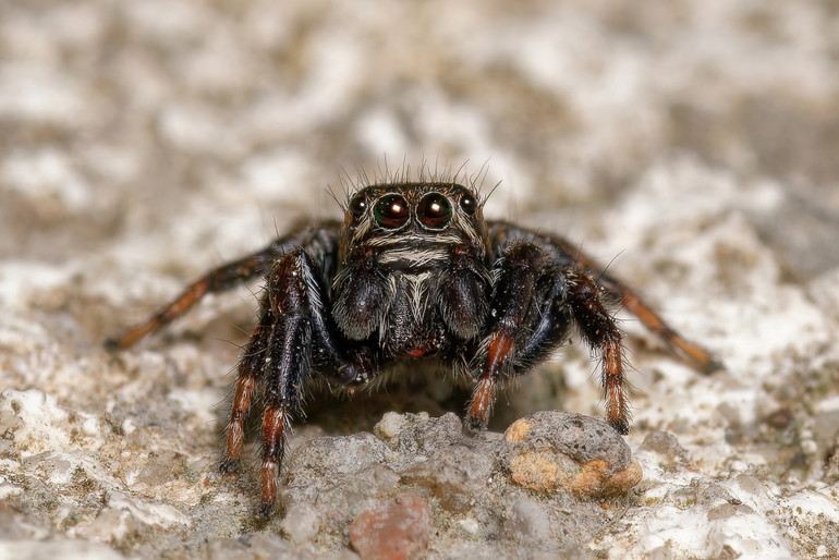 Павук стрибун з великими очима