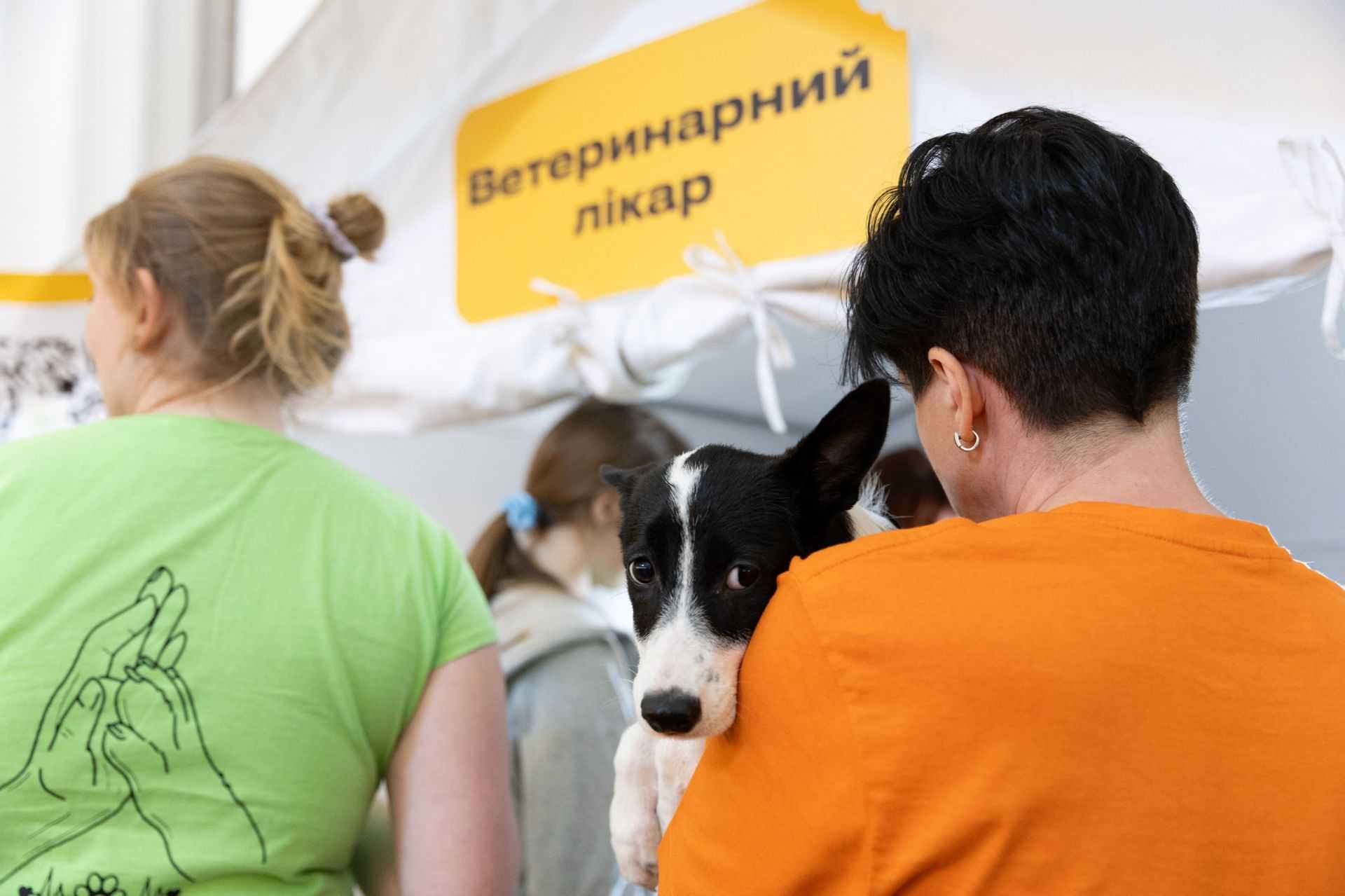 Адопція собаки