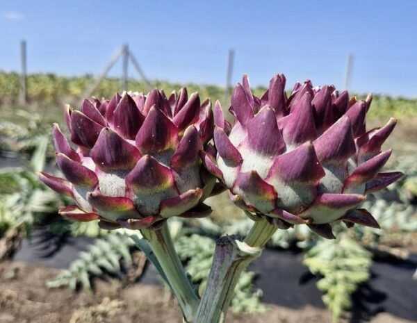 afeb659bd95f46c7753a4a8cc9d71a1f