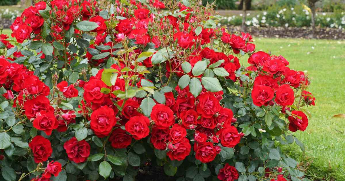 история роз