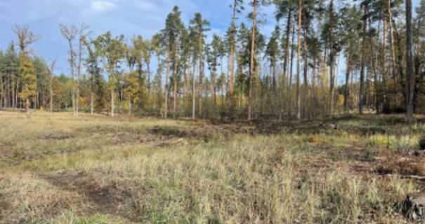 Незаконна вирубка лісу на Черкащині: посадовцю лісгоспу оголосили підозру